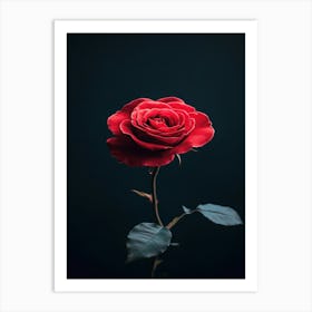 Rose On A Dark Background 1 Art Print