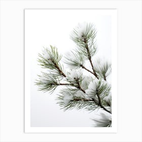 Pine Branch Covered in Snow 3 Art Print