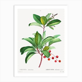 Arbutus Andrachne‌, Pierre Joseph Redoute Art Print