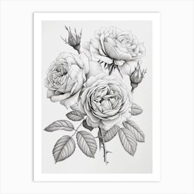 Roses Sketch 10 Art Print