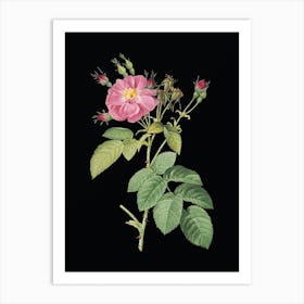 Vintage Harsh Downy Rose Botanical Illustration on Solid Black Art Print