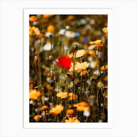 Red Poppy Flower In A Summers Field Colour Nature Photography Art Print