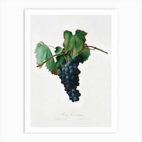 Grape Vine (Vitis Vinifera Niciensis) From Pomona Italiana (1817 1839) , Giorgio Gallesio 1 Art Print