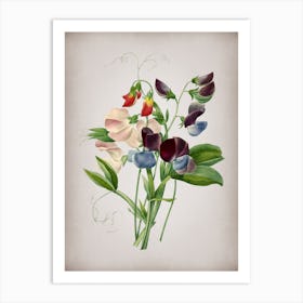 Vintage Sweet Pea Botanical on Parchment n.0891 Art Print