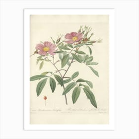 Rose Illustration, Pierre Joseph Redoute, Pierre Joseph Redoute(134) Art Print