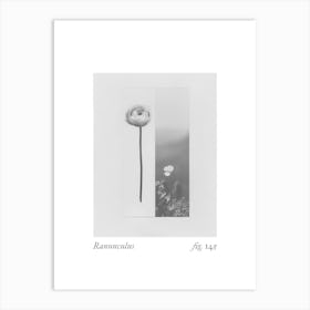 Ranunculus Botanical Collage 3 Art Print