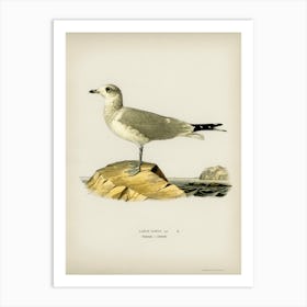 Common Gull, The Von Wright Brothers 1 Art Print