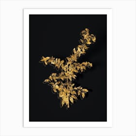 Vintage Rock Buckthorn Botanical in Gold on Black n.0129 Art Print
