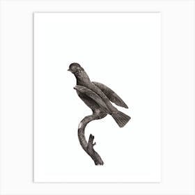 Vintage Guianan Cock Of The Rock Female Bird Illustration on Pure White Art Print