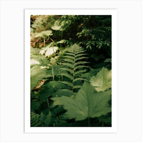 Forest Greenery Poster