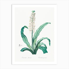 Eucomis Punctata, Pierre Joseph Redoute Art Print