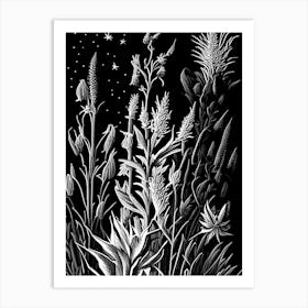 Blazing Star Wildflower Linocut 2 Art Print