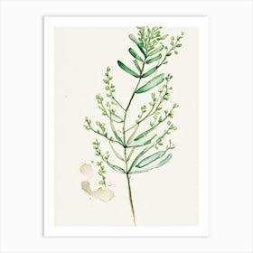 Shepherd's Purse Herb Minimalist Watercolour 2 Art Print