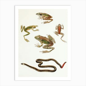 Vintage Painting Frogs And Snakes Art Print