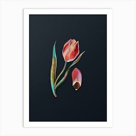 Vintage Sun's Eye Tulip Botanical Watercolor Illustration on Dark Teal Blue n.0371 Art Print