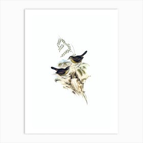 Vintage Tasmanian Scrubwren Bird Illustration on Pure White n.0348 Art Print