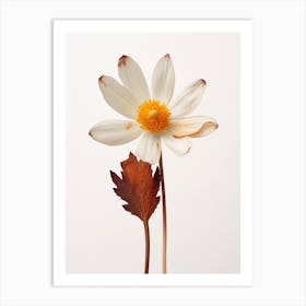 Pressed Wildflower Botanical Art Bloodroot 2 Art Print