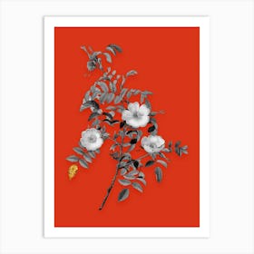 Vintage Reddish Rosebush Black and White Gold Leaf Floral Art on Tomato Red n.0534 Art Print