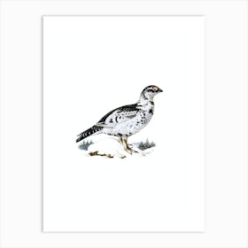 Vintage Black Grouse And Willow Ptarmigan Hybrid Bird Illustration on Pure White n.0152 Art Print