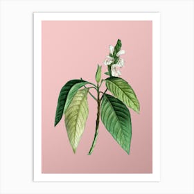 Vintage Malabar Nut Botanical on Soft Pink Art Print
