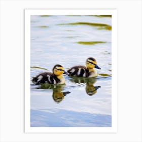 Ducklings In Water Art Print