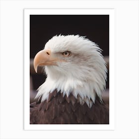 Bald Eagle Profile Art Print