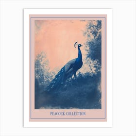 Peacock In The Wild Blue Cyanotype 1 Poster Art Print