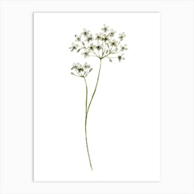 White Flowers 2 Art Print