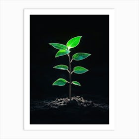 Small Green Plant Growing On Black Background Art Print