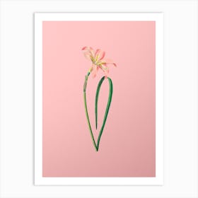 Vintage Spofforth Zephyranthes Branch Botanical on Soft Pink n.0190 Art Print