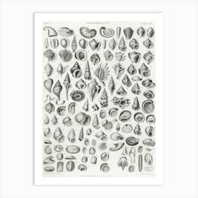 Conchology, Oliver Goldsmith 1 Art Print