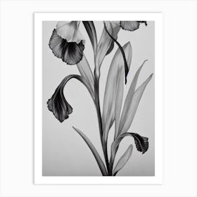 Iris B&W Pencil 4 Flower Art Print