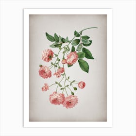 Vintage Pink Rambler Roses Botanical on Parchment n.0790 Art Print