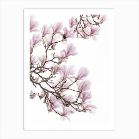 Magnolia 1 Art Print