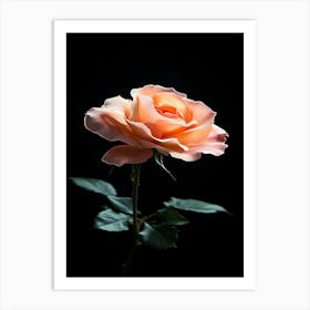 Peach Rose 23 Art Print