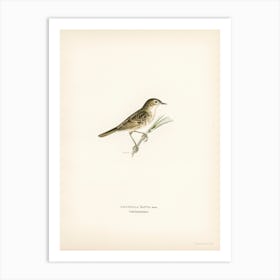 Locustella Naevia, The Von Wright Brothers Art Print