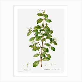 White Correa, Pierre Joseph Redoute Art Print