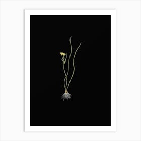 Vintage Ornithogalum Spathaceum Botanical Illustration on Solid Black n.0435 Art Print