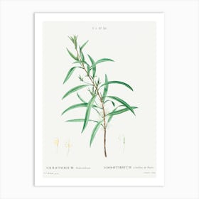 Willow Leaved Hakea, Pierre Joseph Redoute Art Print