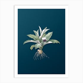 Vintage Kaempferia Angustifolia Botanical Art on Teal Blue n.0460 Art Print