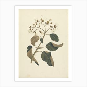 Cordia Abyssinica, Luigi Balugani Art Print