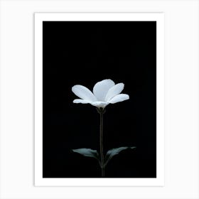 White Flower 7 Art Print