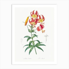 Turban Lily, Pierre Joseph Redoute Art Print