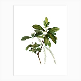 Vintage Swamp Titi Leaves Botanical Illustration on Pure White n.0602 Art Print