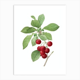 Vintage Cherry Botanical Illustration on Pure White n.0934 Art Print