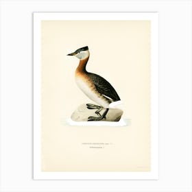 Red Necked Grebe Male, The Von Wright Brothers Art Print