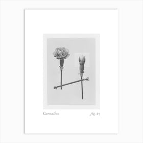 Carnation Botanical Collage 1 Art Print