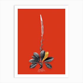 Vintage Blazing Star Black and White Gold Leaf Floral Art on Tomato Red n.0014 Art Print