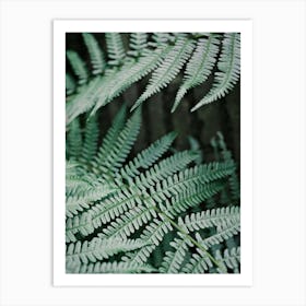 Soft Green Leaves Of A Fern // Nature Photography 1 Art Print