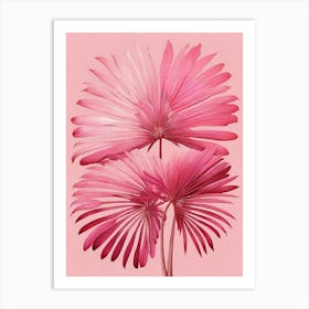 Pink Mexican Fan Palm Fronds Art Print 0 Art Print